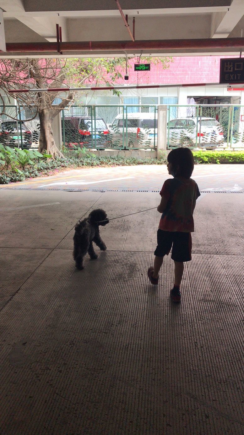China walking dog